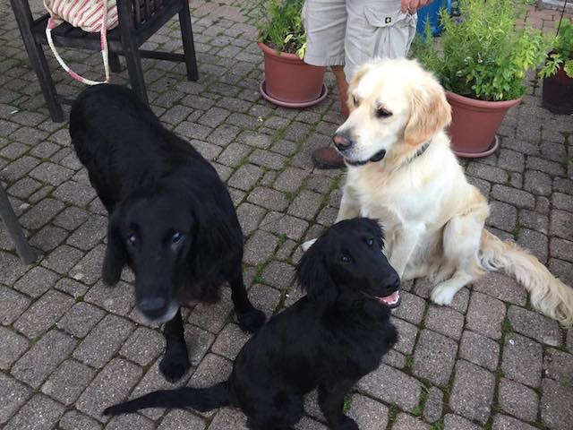 Harley,Marmite&Olive.LesGets